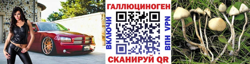 где найти   Кизилюрт  Псилоцибиновые грибы Cubensis 